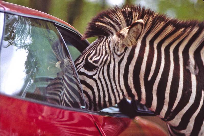 Thoiry ZooSafari